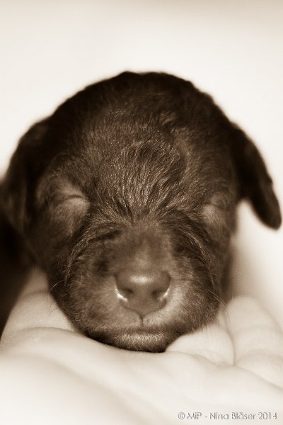 2014-02-18 Welpen Svet & Ruby-1923-3.jpg - Day 15